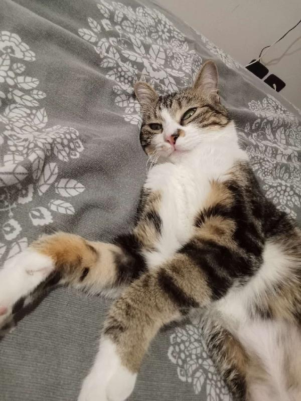 Zoe micia di un anno Foto 2